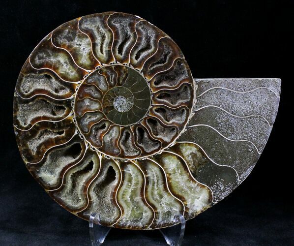 Cut Ammonite Fossil (Half) - Agatized #20567